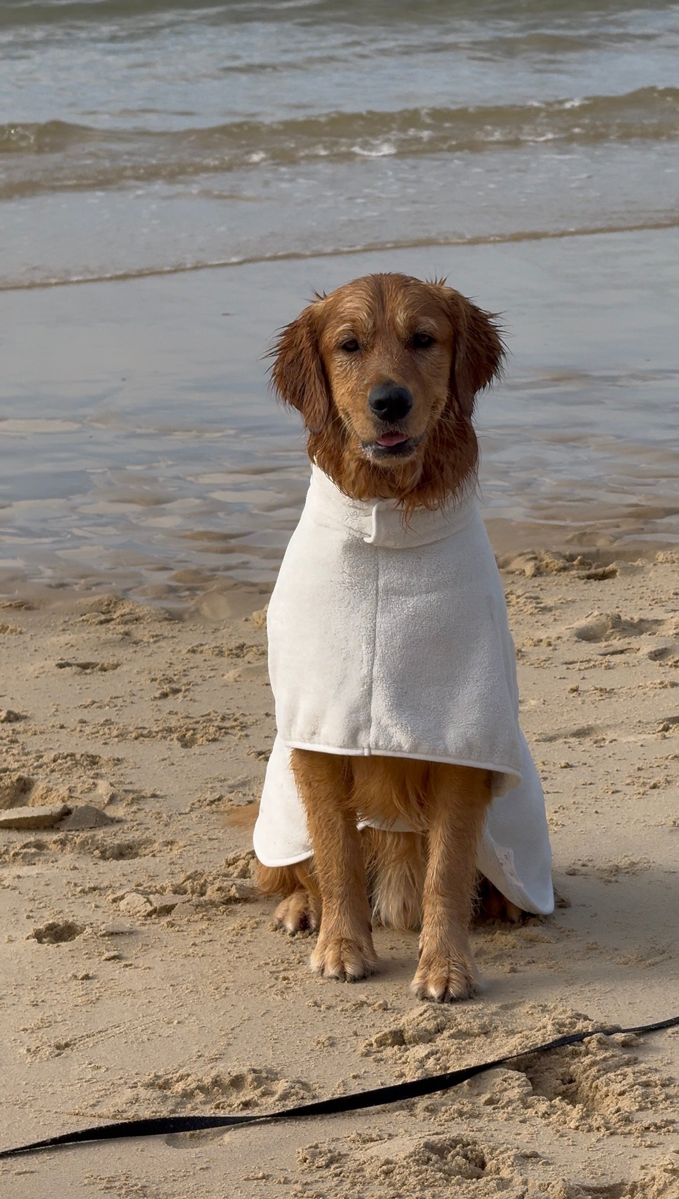 Dog Bath Robe